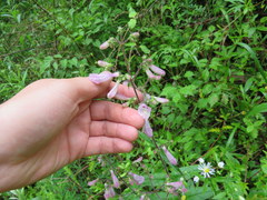 Penstemon canescens