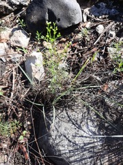 Spermolepis inermis