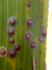 Chrysomphalus pinnulifer