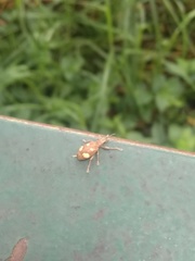 Mimographus