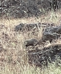 Marmota flaviventris