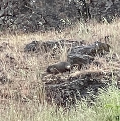 Marmota flaviventris