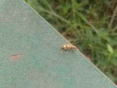 Mimographus