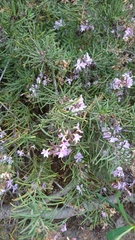 Campylanthus salsoloides