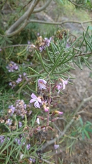 Campylanthus salsoloides