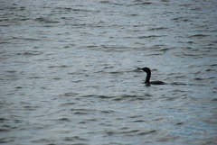 Urile penicillatus