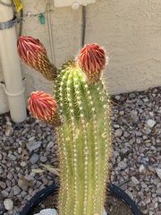 Cleistocactus