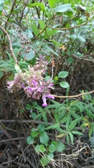 Salvia canariensis