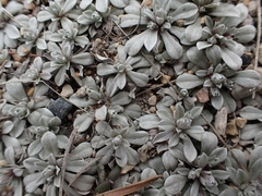 Antennaria microphylla