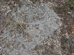 Antennaria microphylla