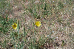 Tragopogon dubius
