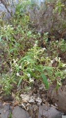 Heliotropium messerschmidioides
