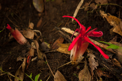 Etlingera