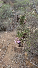 Campylanthus salsoloides