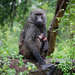 Baboons - Photo (c) pfaucher, some rights reserved (CC BY-NC), uploaded by pfaucher