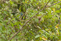Cyornis unicolor