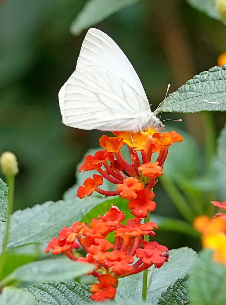 pallid tilewhite