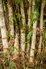 Dendrocalamus