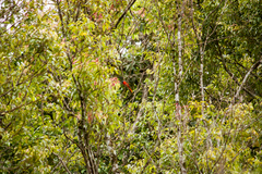 Pericrocotus speciosus