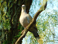 Streptopelia decaocto