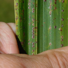 Chrysomphalus pinnulifer