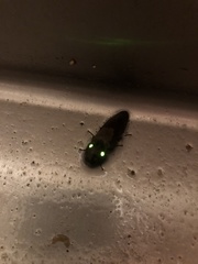 Pyrophorus noctilucus