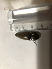 Pyrophorus noctilucus