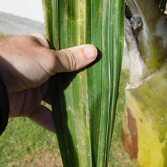 Chrysomphalus pinnulifer