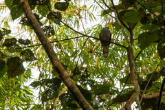 Ducula badia