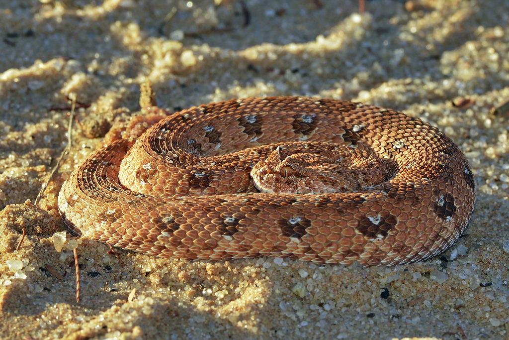Horned Adder