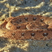 Horned Adder - Photo (c) Richard Adcock, some rights reserved (CC BY-NC), uploaded by Richard Adcock