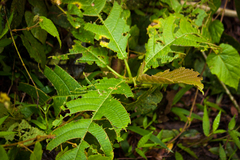 Dendrocnide stimulans