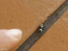 Polyrhachis schlueteri