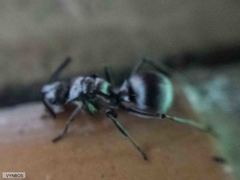 Polyrhachis schlueteri