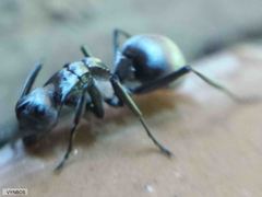 Polyrhachis schlueteri
