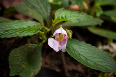 Impatiens pseudoperezii