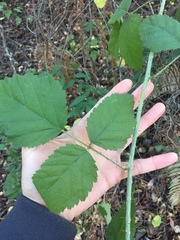 Rubus ursinus macropetalus