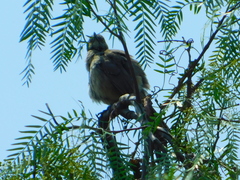 Toxostoma curvirostre