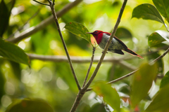 Aethopyga temminckii