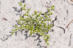 Paronychia chartacea chartacea