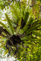 Asplenium australasicum