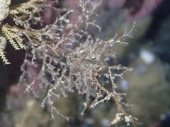 Eudendrium californicum