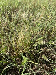 Anthoxanthum aristatum