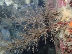 Eudendrium californicum