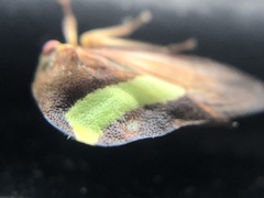 Smilia fasciata