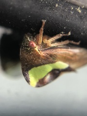 Smilia fasciata