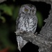 African Scops-Owl - Photo (c) Mikael Bauer, some rights reserved (CC BY-NC)