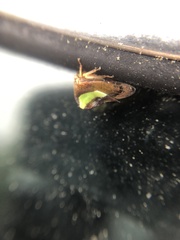 Smilia fasciata