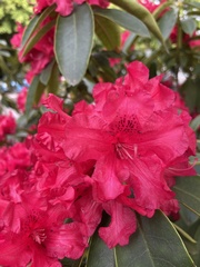 Rhododendron