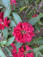 Rhododendron